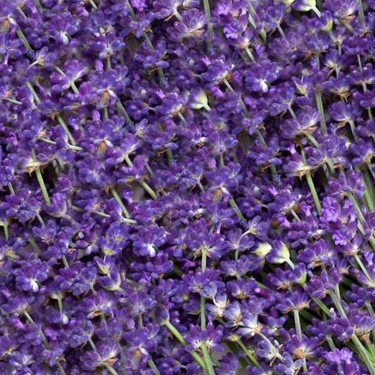 What’s In Your Skincare? Lavender Extract