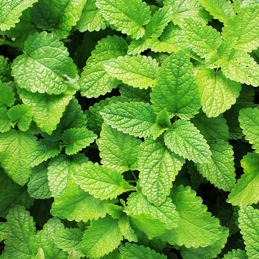 What’s In Your Skin Care? Peppermint Extract