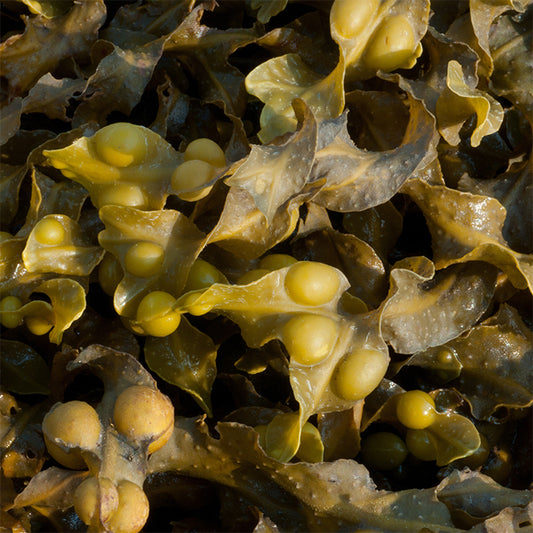 Bladderwrack